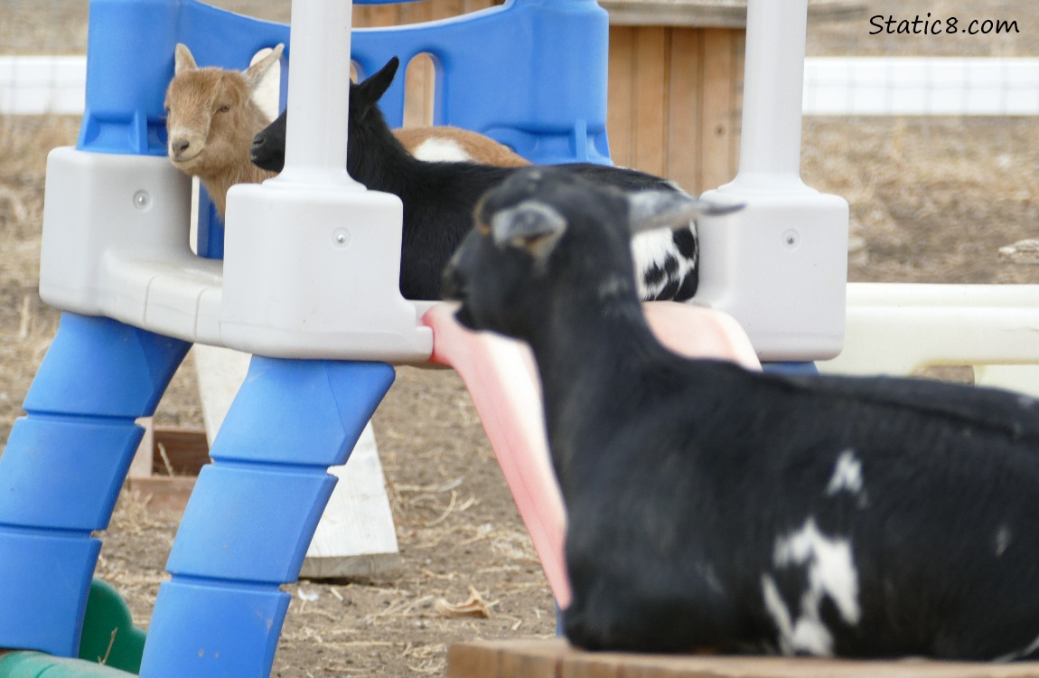 Goats lying on playground equipment