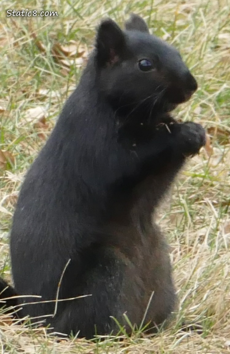 Black squirrel standing on the grass