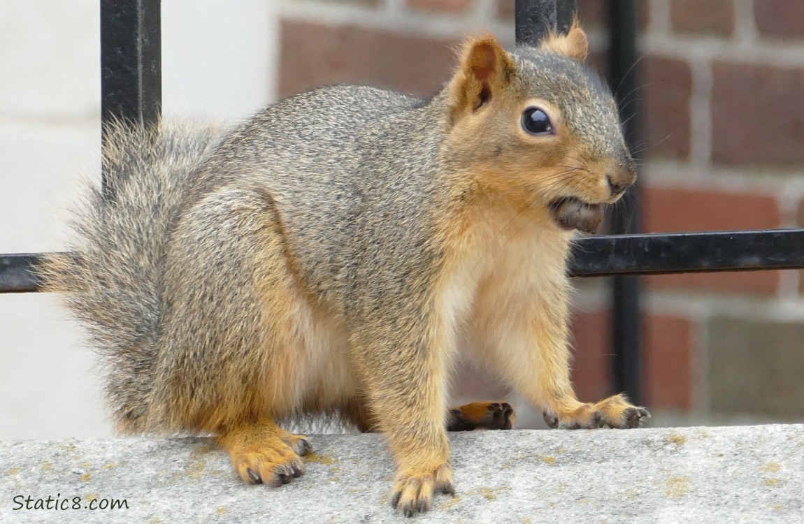 Eastern Fox Squirrel standing on a concrete wall