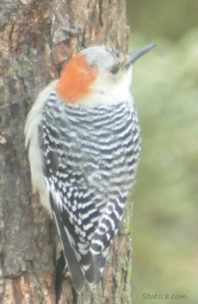 Red Belly Woodpecker standing on the truck of a tree