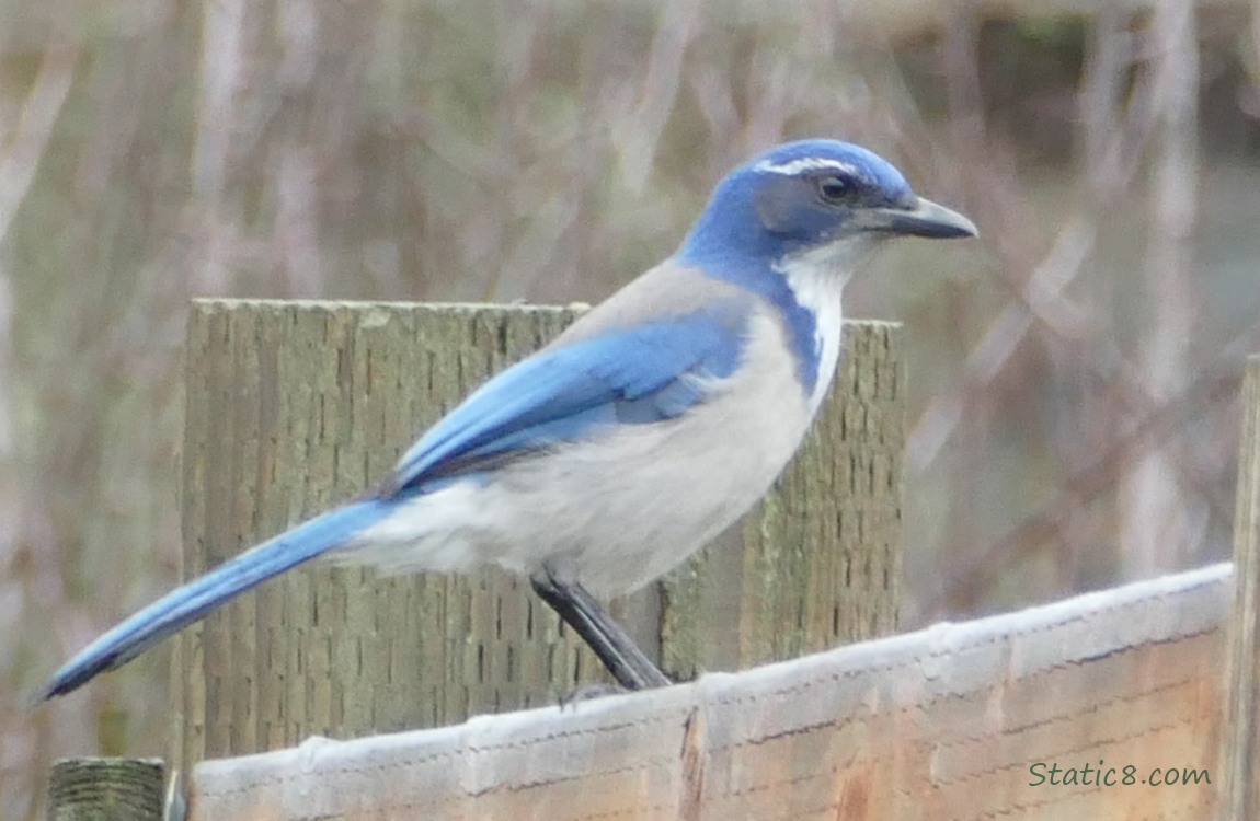 Scrub Jay standing on a wood fence