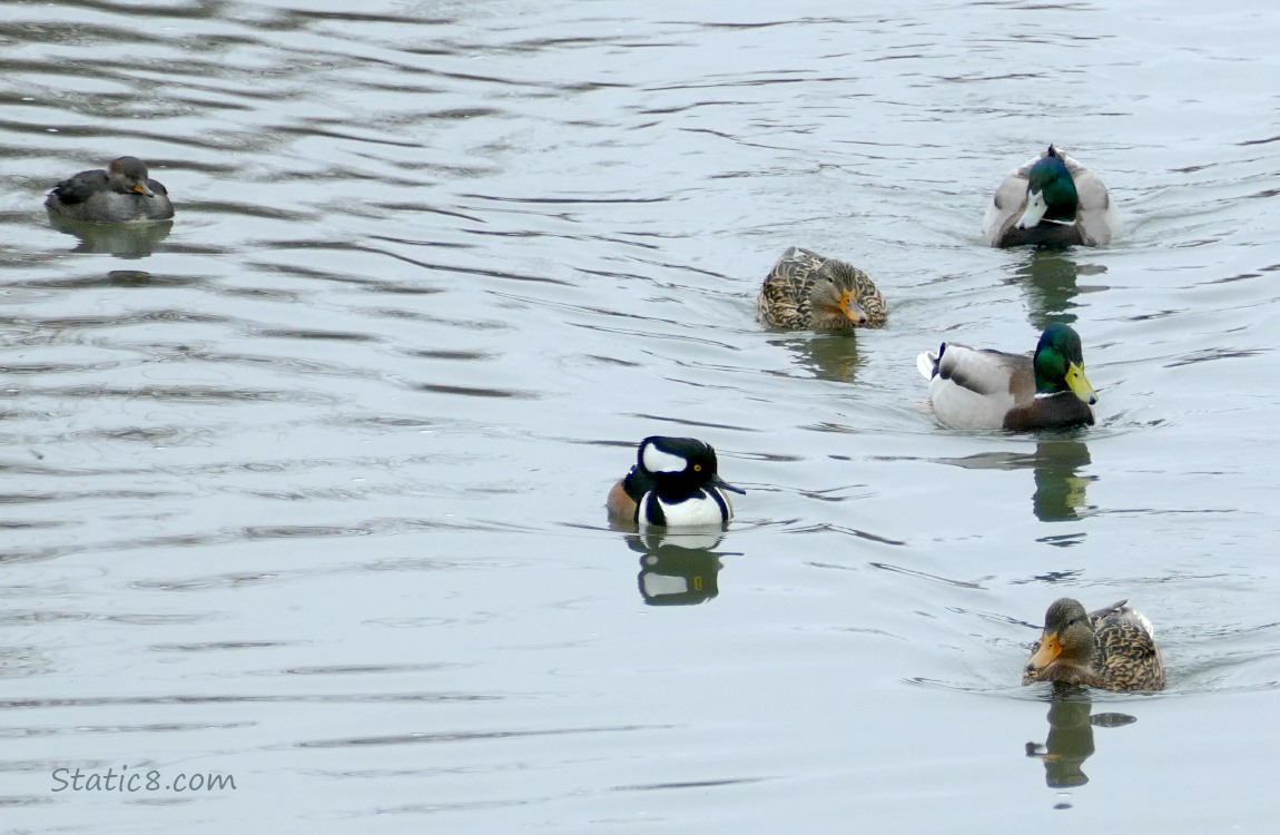 a pair of Hooded Mergansers, paddling on the water with some Mallards