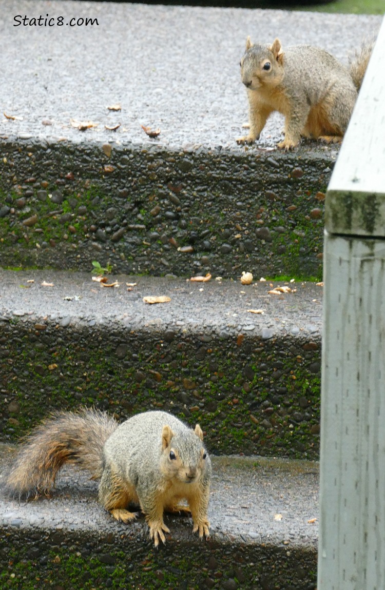 Two Squirrels standing on the steps