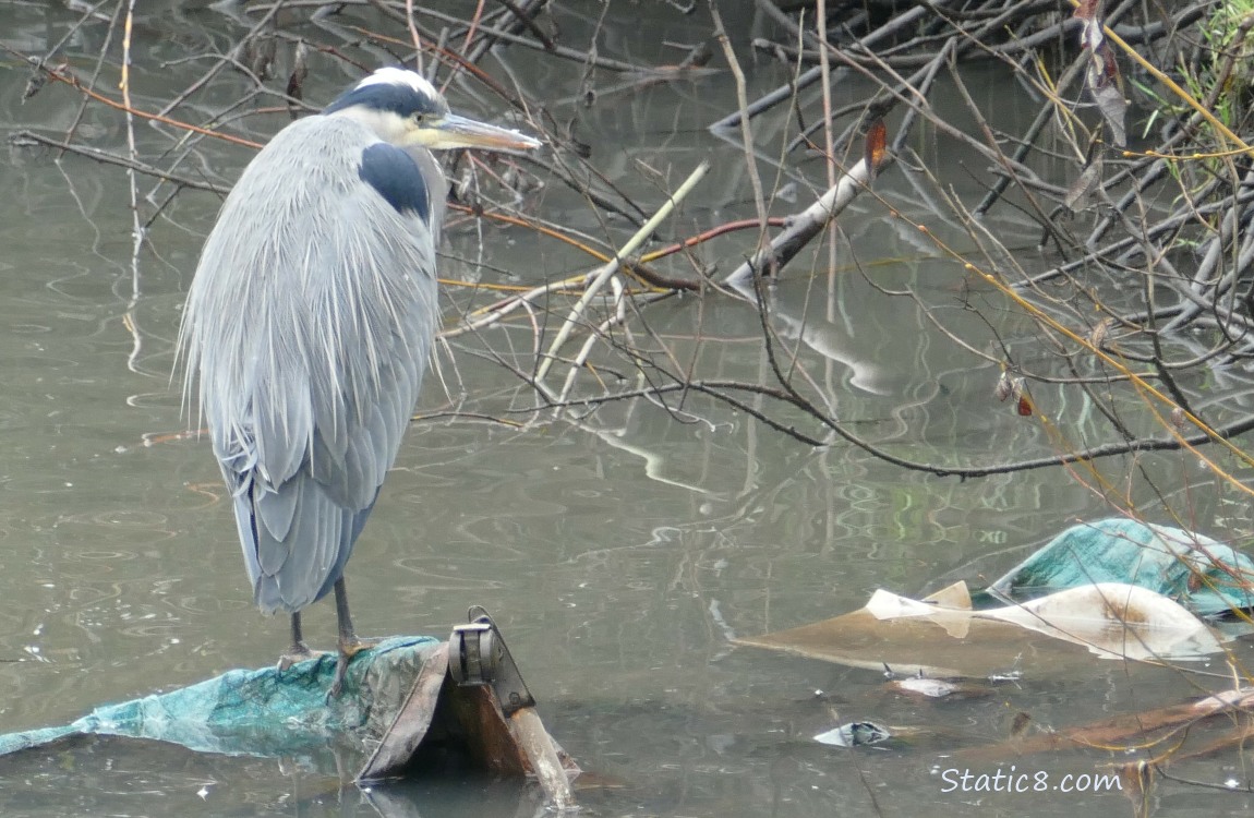 Great Blue Heron standing on trash in the creek