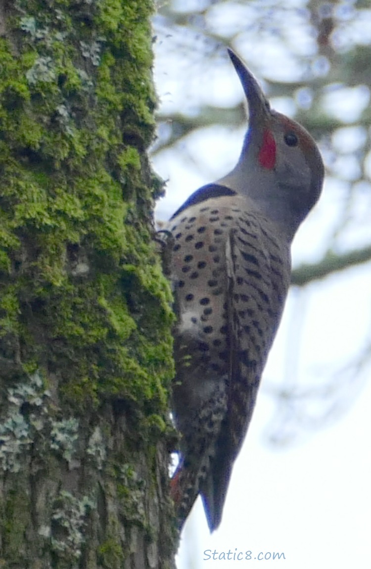 Northern Flicker standing on the trunk of a tree