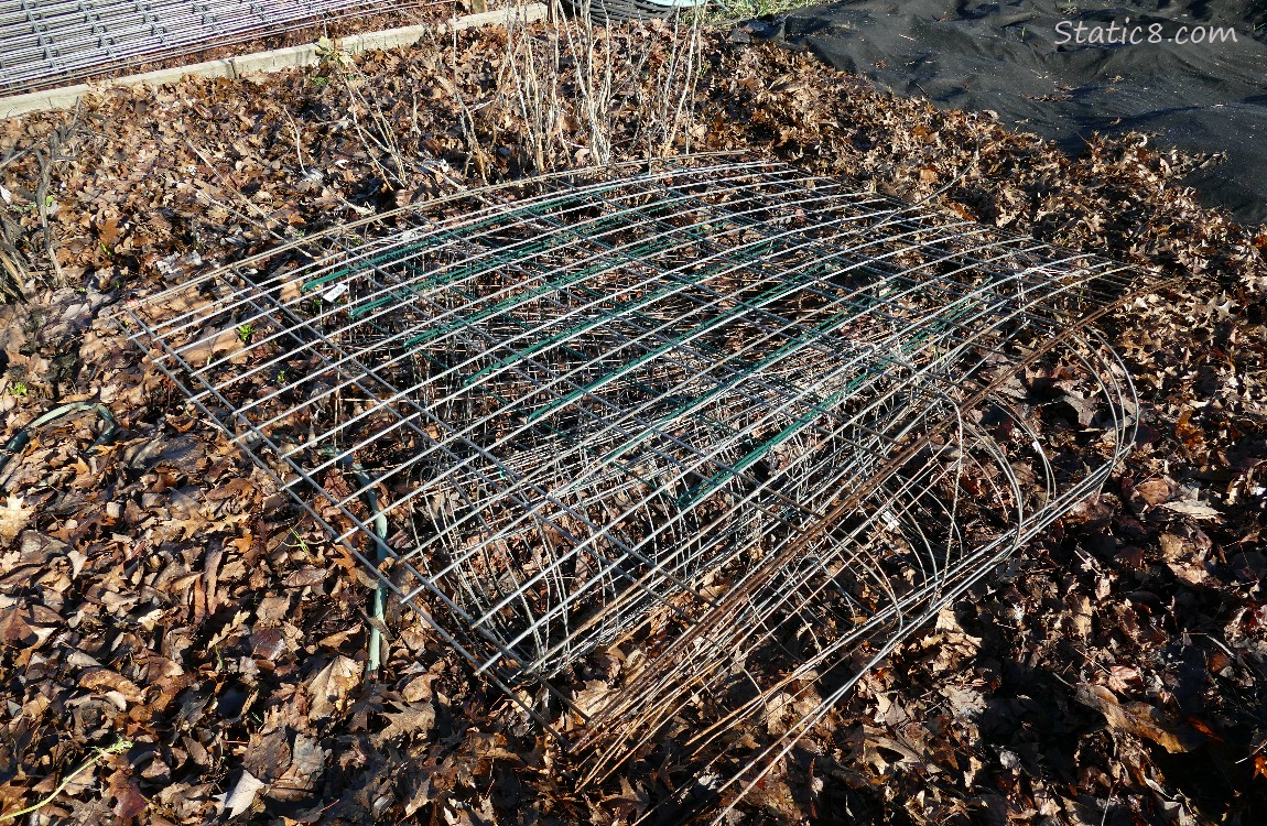 Garden plot with tomato cages and stock fence trellis laying on the leafy ground