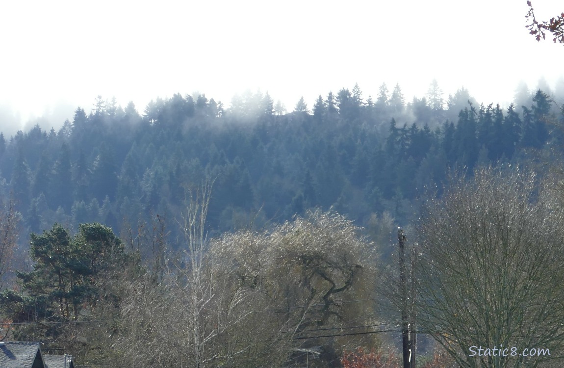 trees and fog on the hill