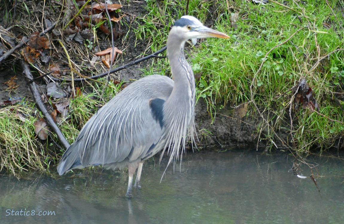 Great Blue Heron standing in water, near the bank of the creek