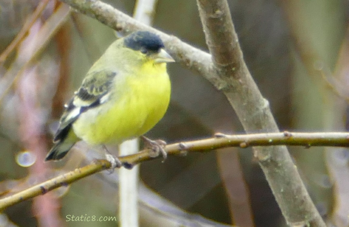 Lesser Goldfinch standing on a twig