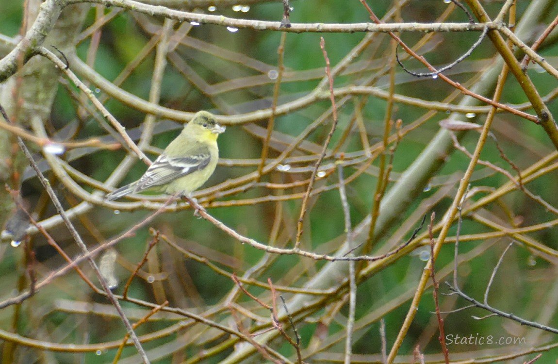 Female Lesser Goldfinch, surrounded by twigs