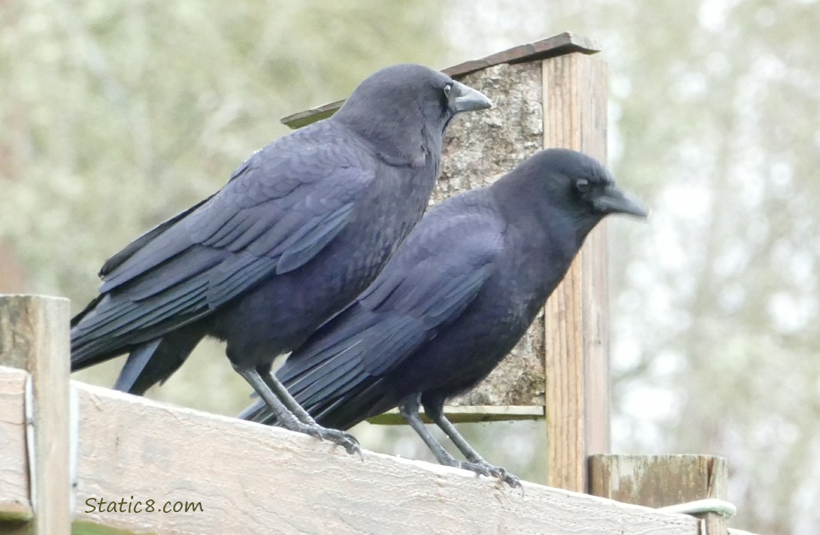 Two Crows standing on a wood fence