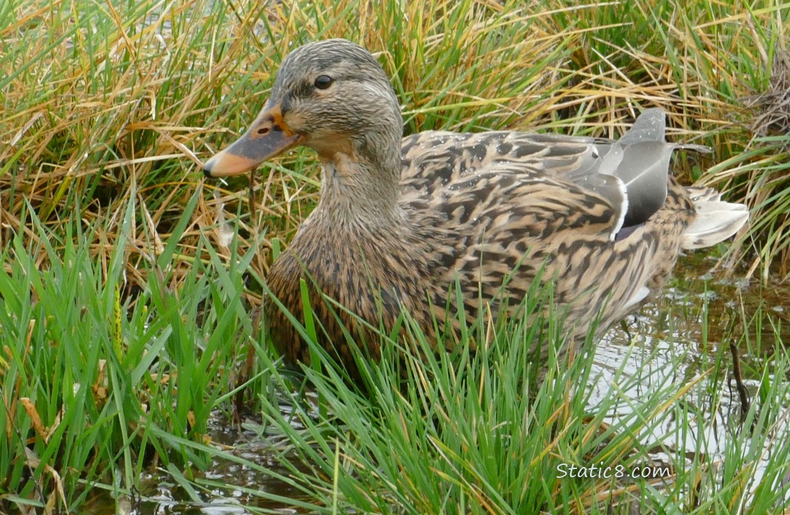 Female Mallard standing in water and grass