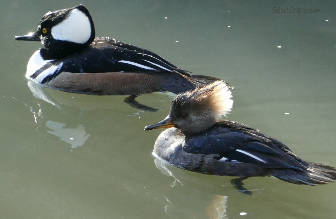 A pair of Hooded Mergansers on the water
