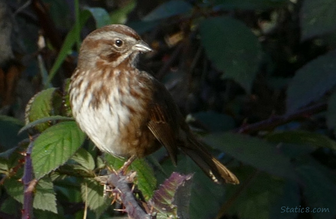 Song Sparrow standing on a thorny vine