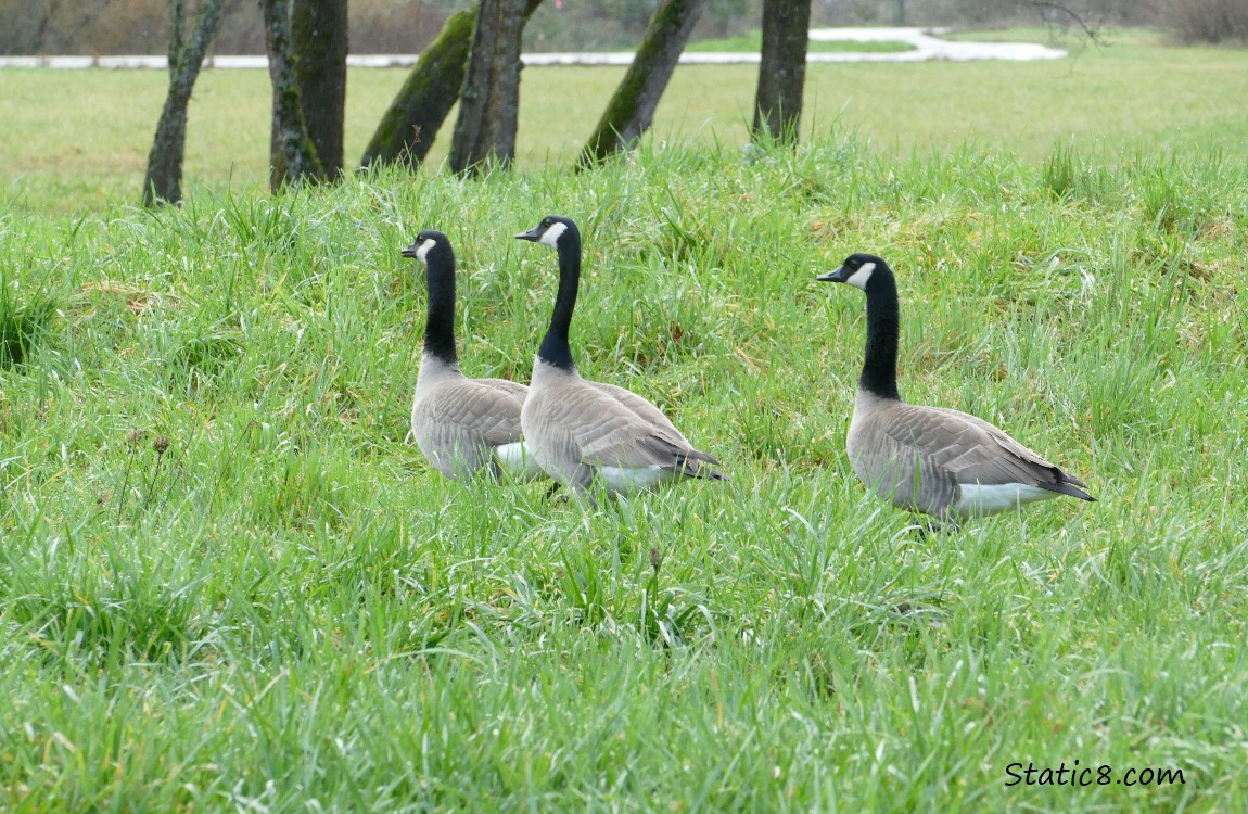 Three Canada Geese standing in the grass