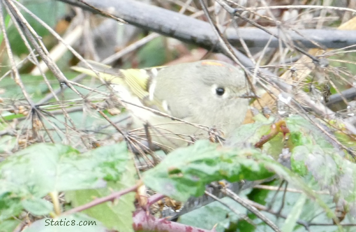 blurry Ruby Crown Kinglet surrounded by sticks and leaves