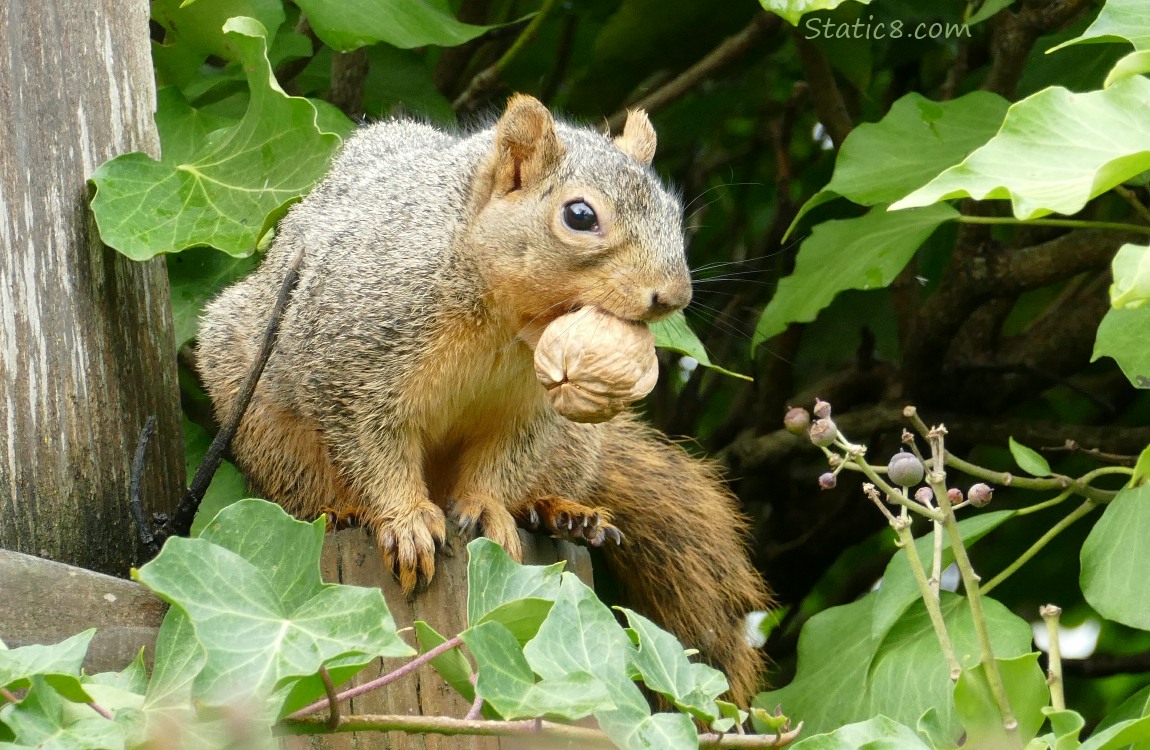 Squirrel sitting on a wood fence, holding a walnut in her mouth