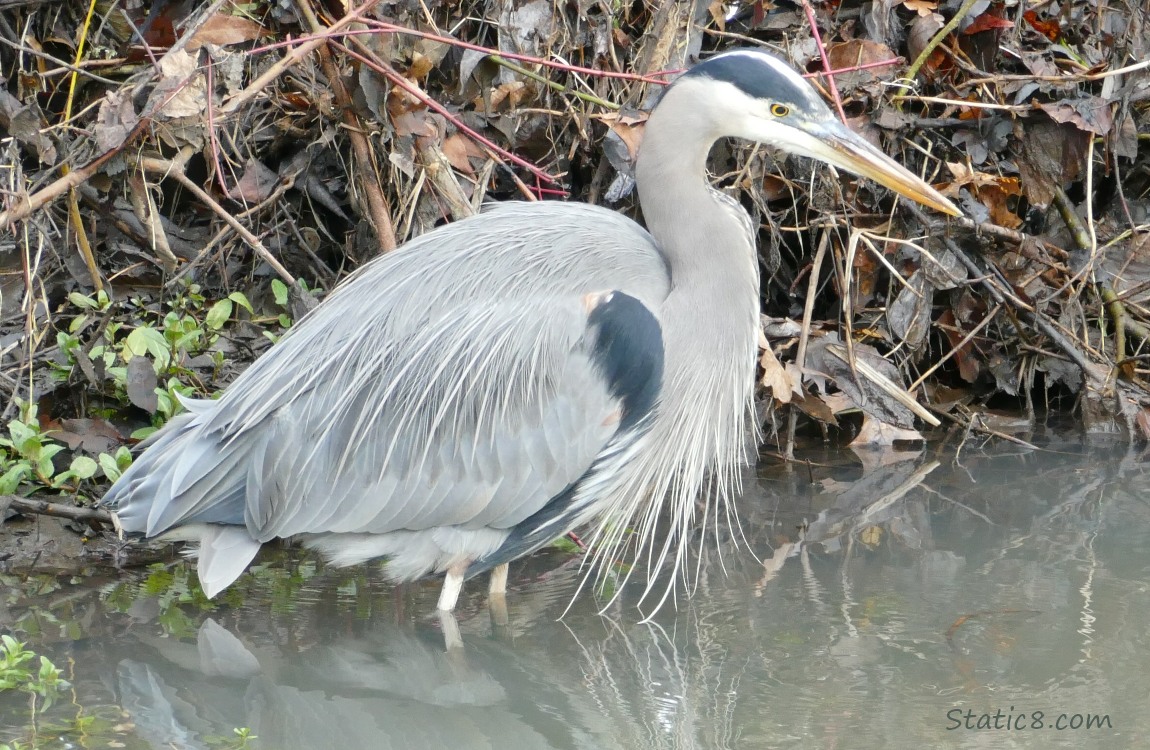 Great Blue Heron standing in water near the bank