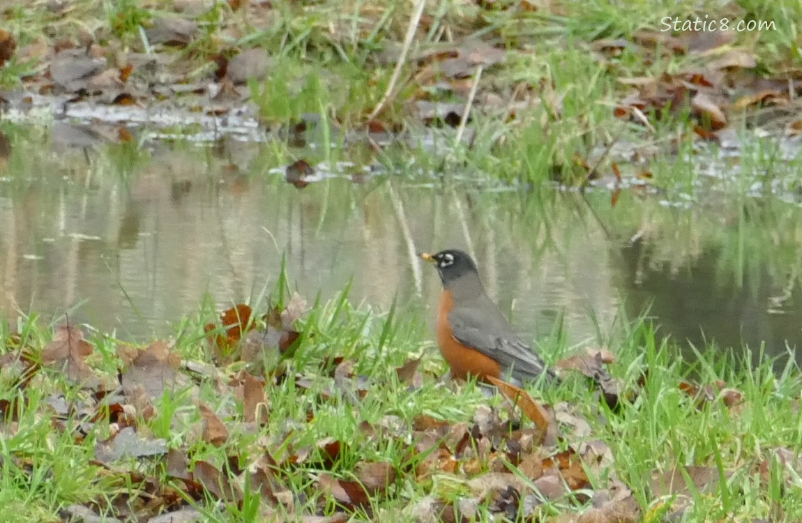 Robin standing near a grassy puddle