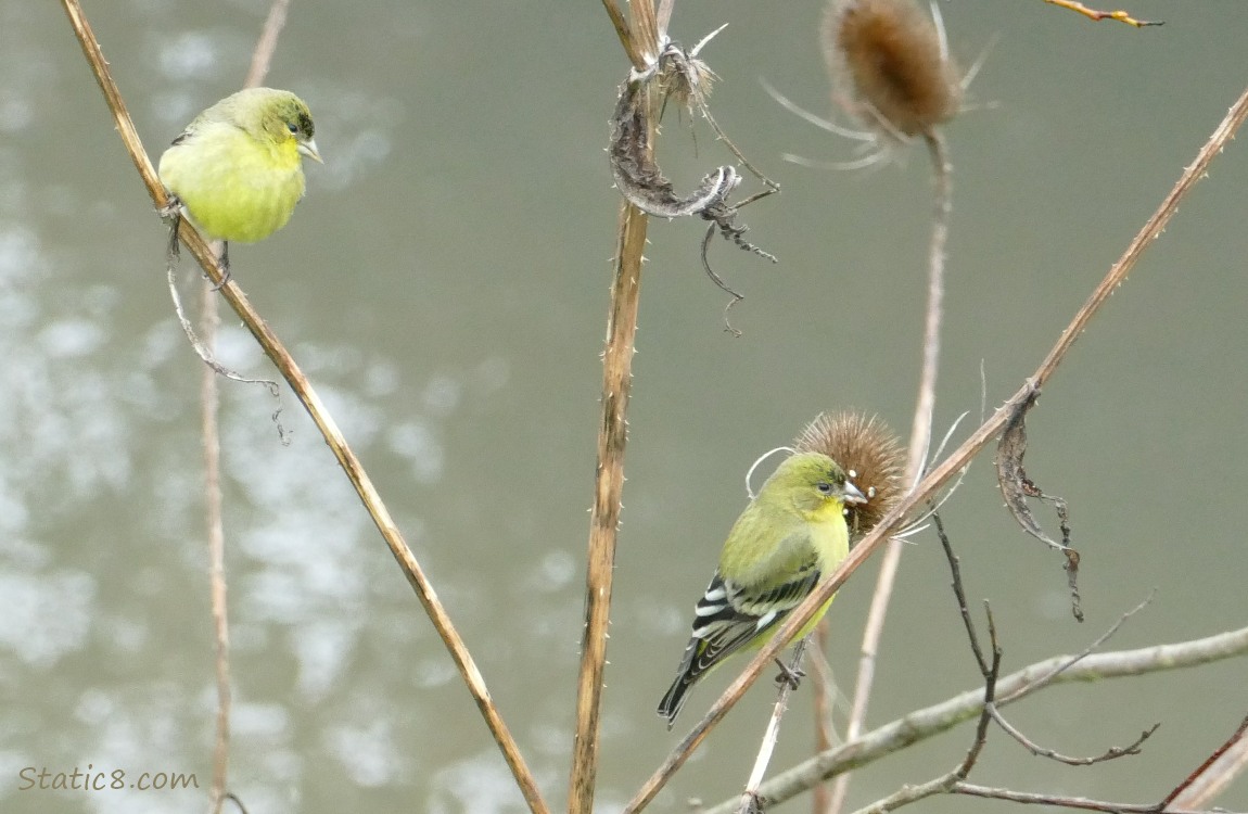 Lesser Goldfinches standing on Teasel stalks