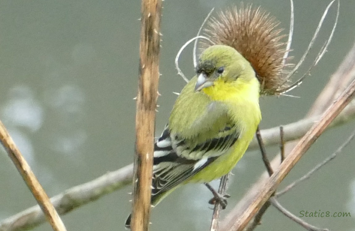 Lesser Goldfinch in front of a spent Teasel bloom