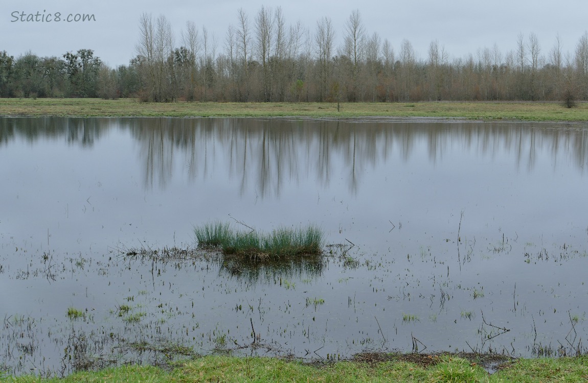 Shallow pond with trees in the distance