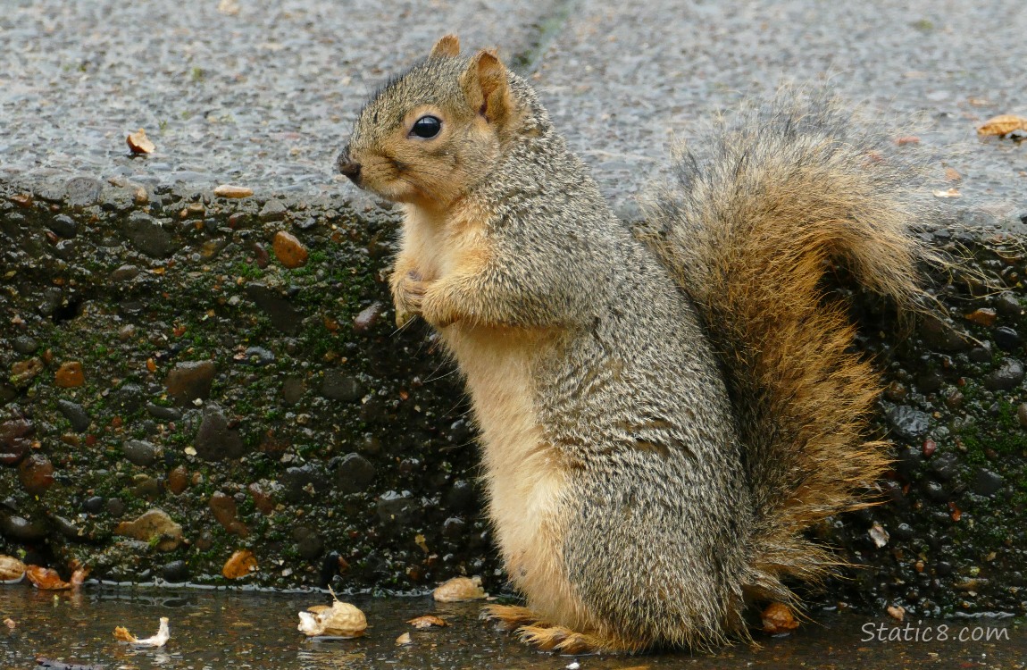 Squirrel standing on the step, surrounded by empty peanut shells