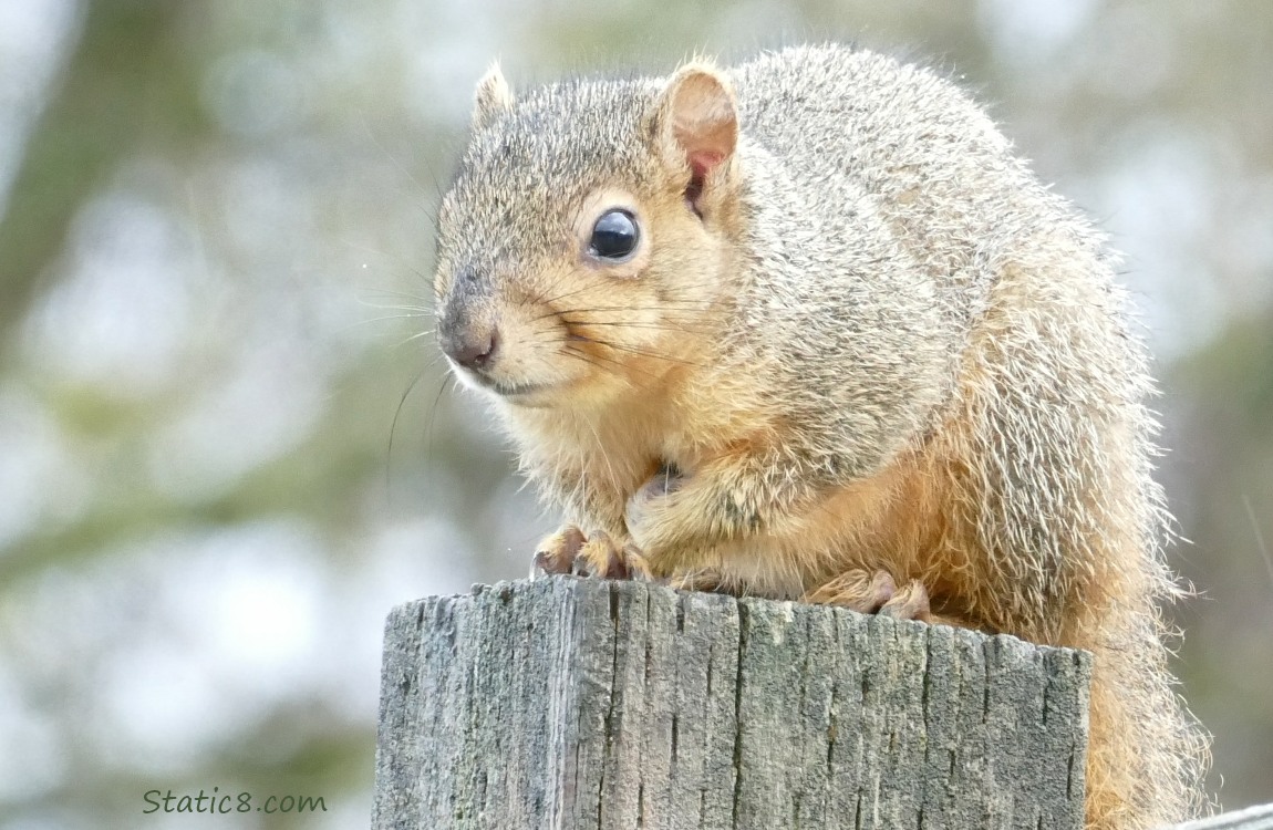 Young Squirrel standing on a wood post