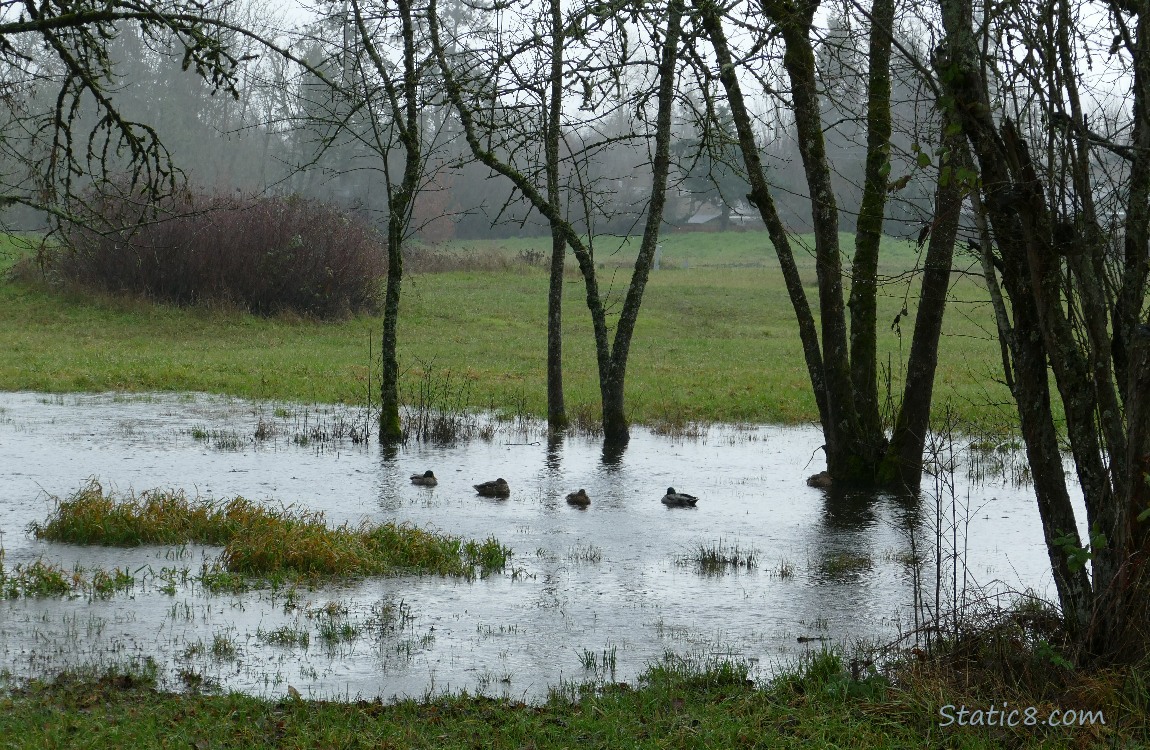 Ducks floating in a wet prairie pond surrounded by grass and trees