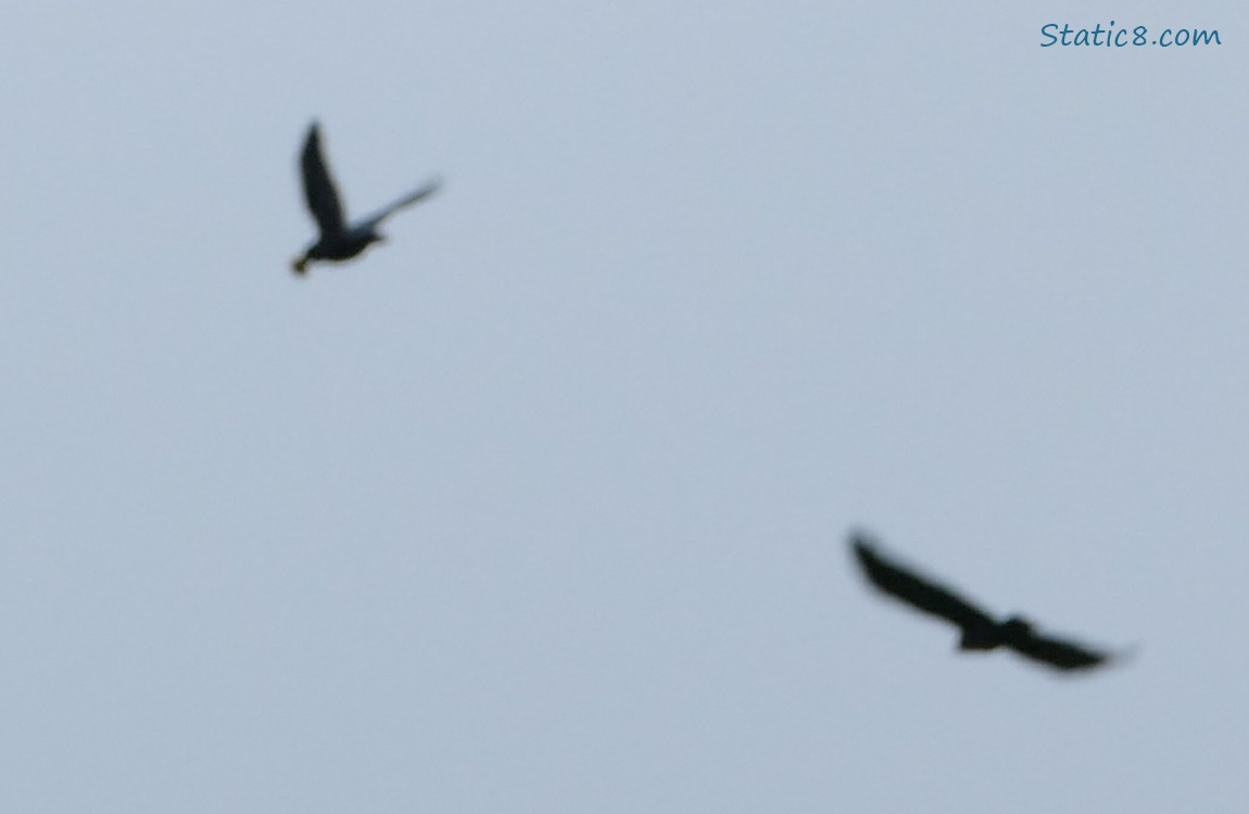 Two crows flying, one is carrying a chunk of food in her beak