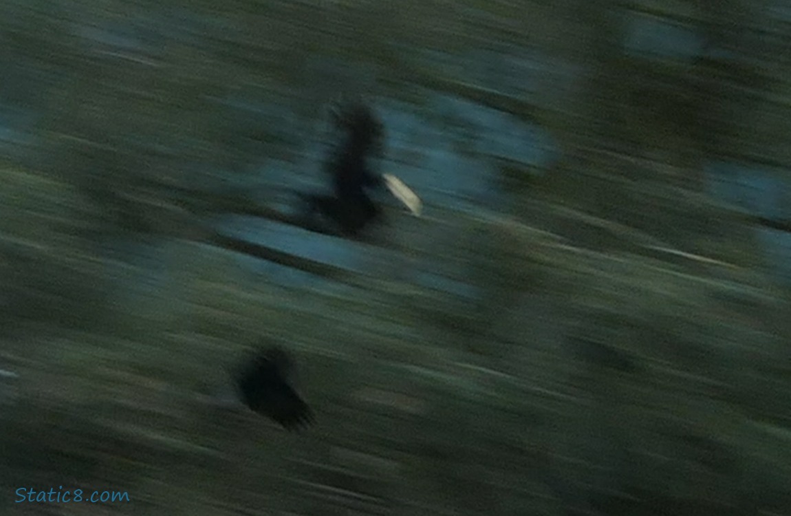 Very blurry three crows flying