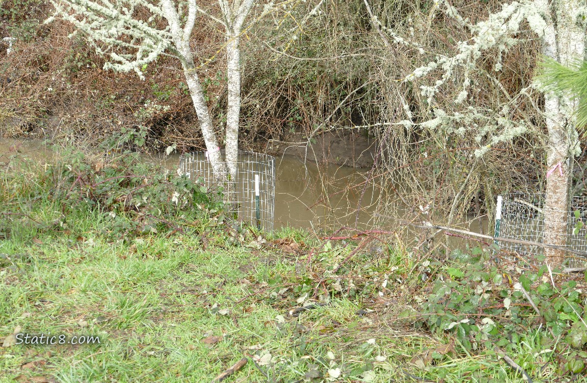 trees along the creek with wire fencing around the trunks