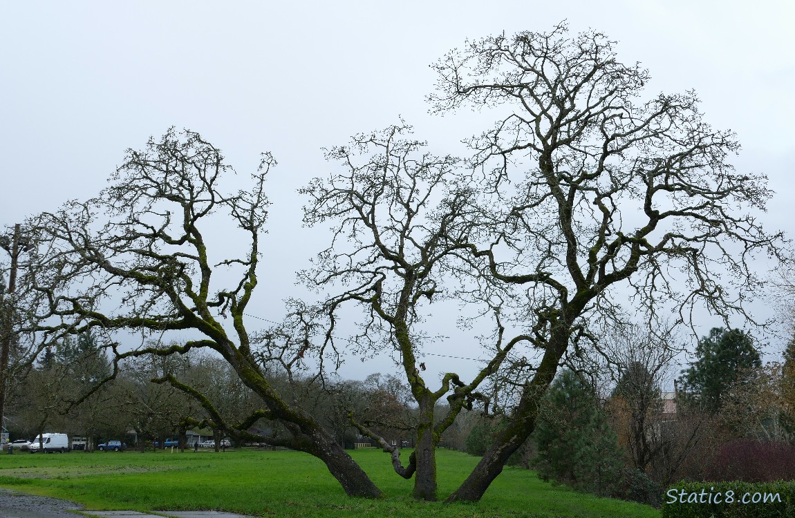 Winter bare Oak Tree