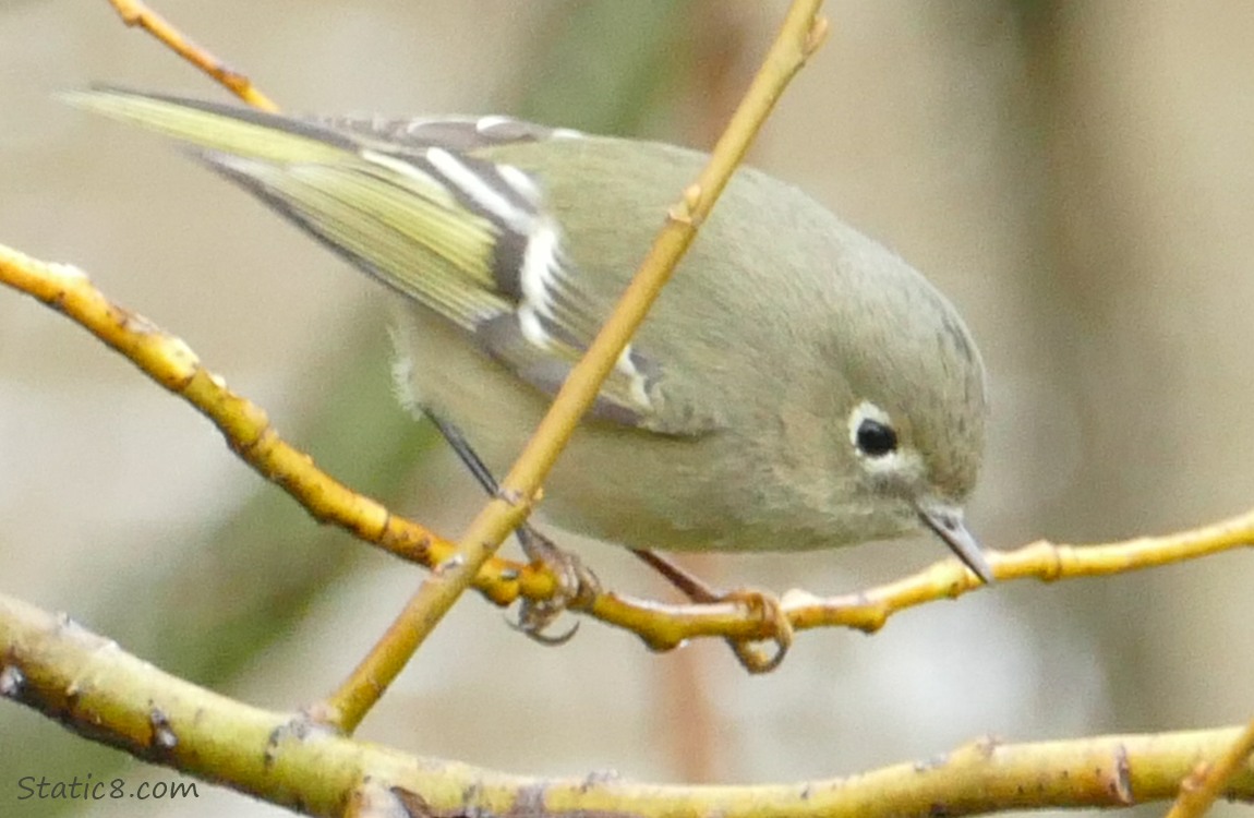 Ruby Crown Kinglet standing on a twig, looking down