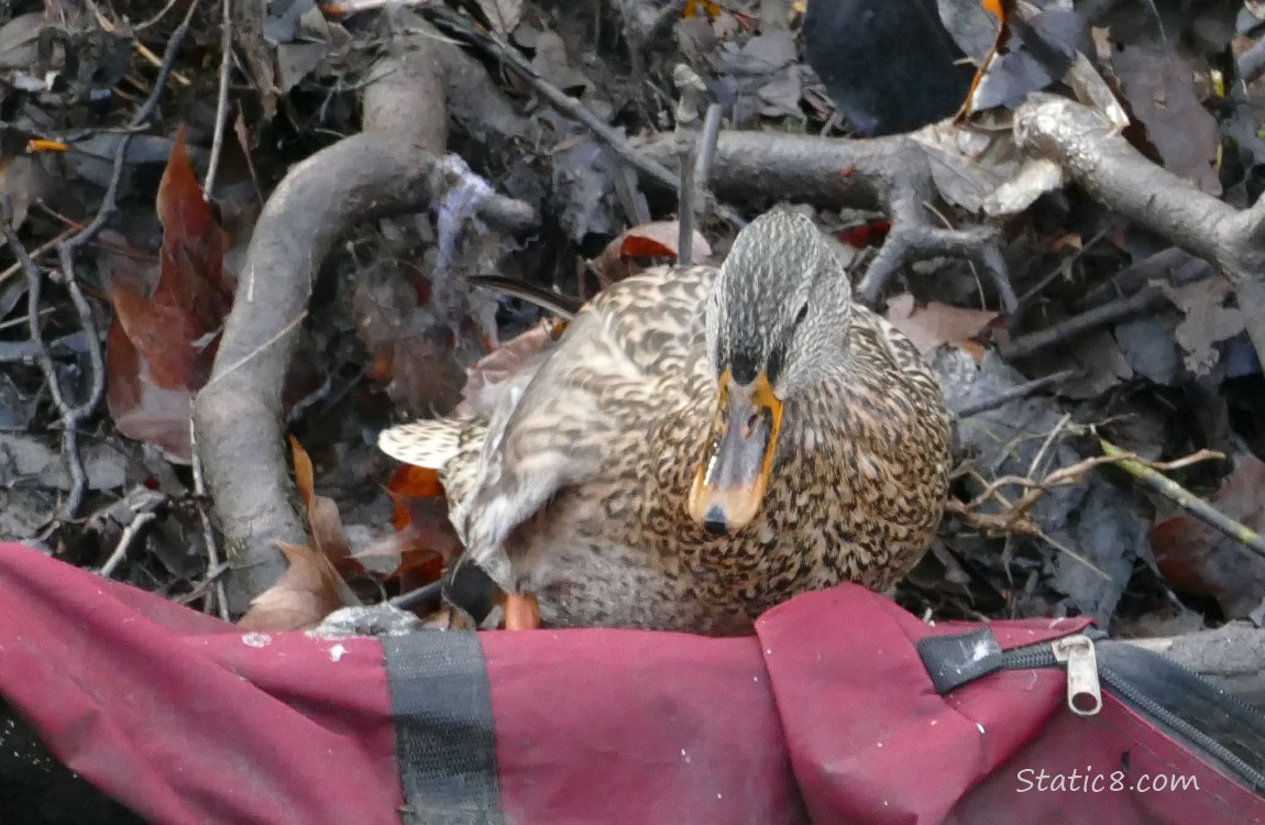 Female Mallard sitting on a red duffle bag on the bank of the creek
