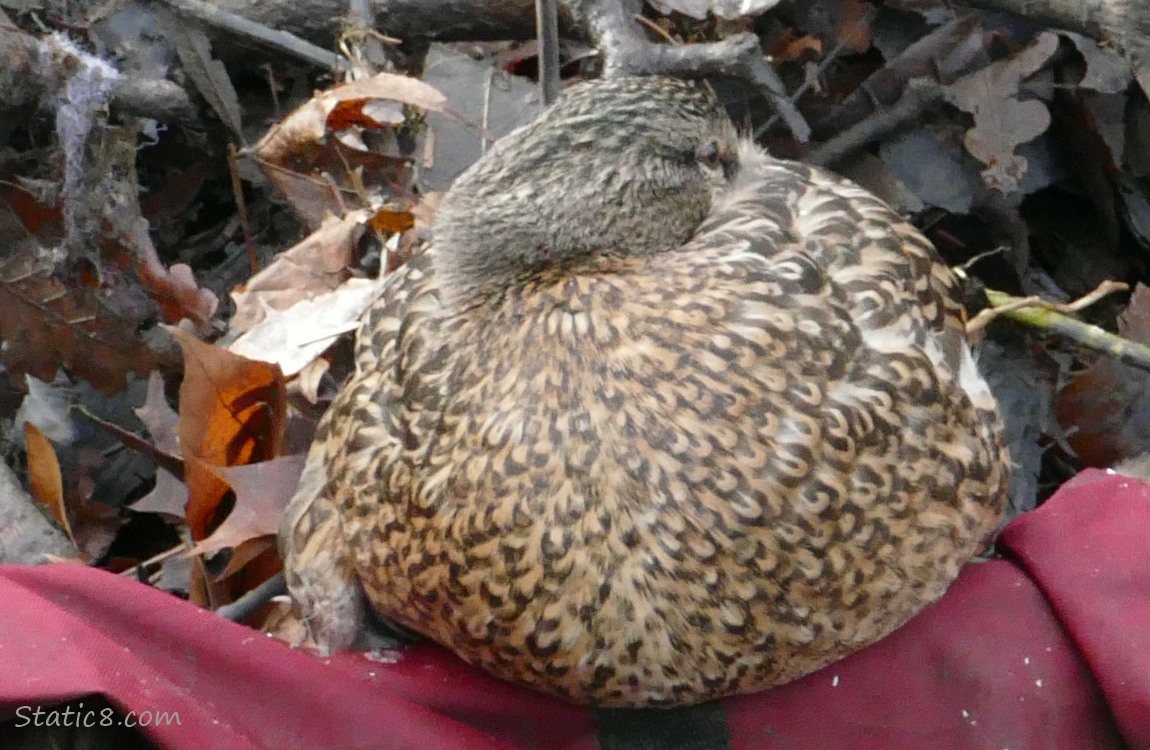 Female Mallard on a red duffle with her head tucked under her wing