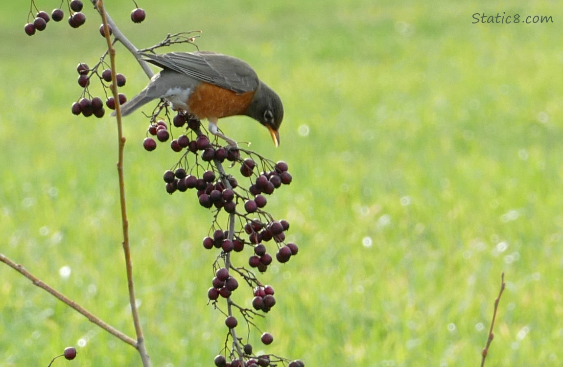 Robin standing on a hawthorn twig, reaching down to eat berries