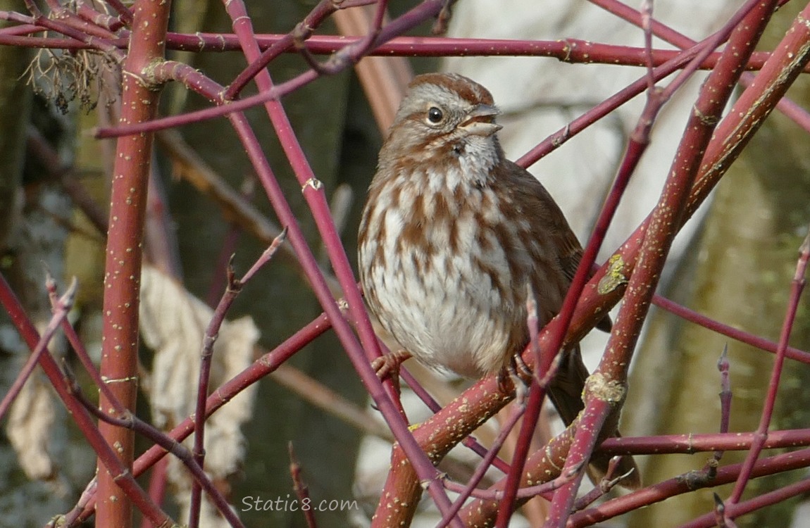 Song Sparrow standing on red twigs