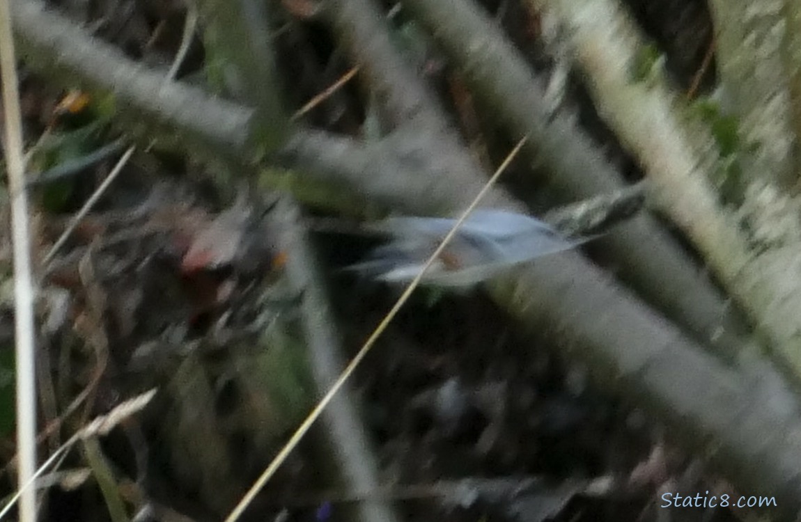 blurry bird flying with a dark background