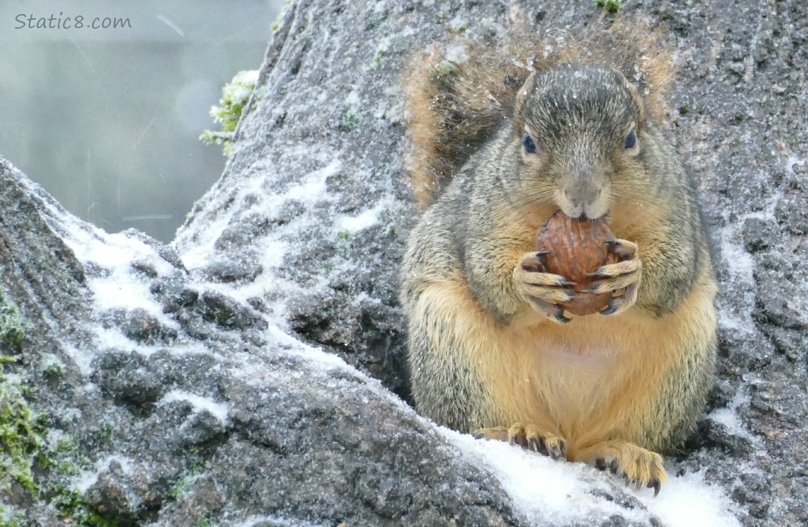 Squirrel sitting in the crook of a tree, holding a walnut