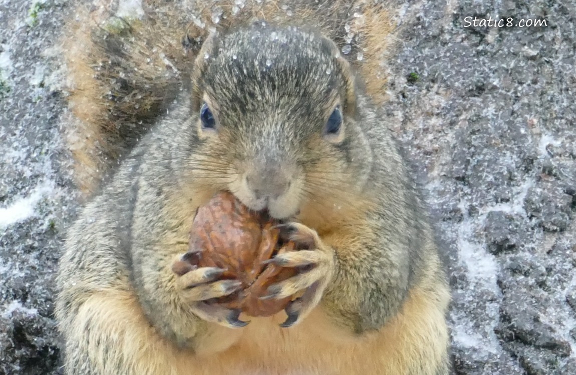 Squirrel sitting in a tree holding a walnut