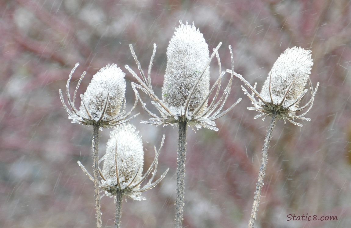 Ice coating spent Teasel blooms