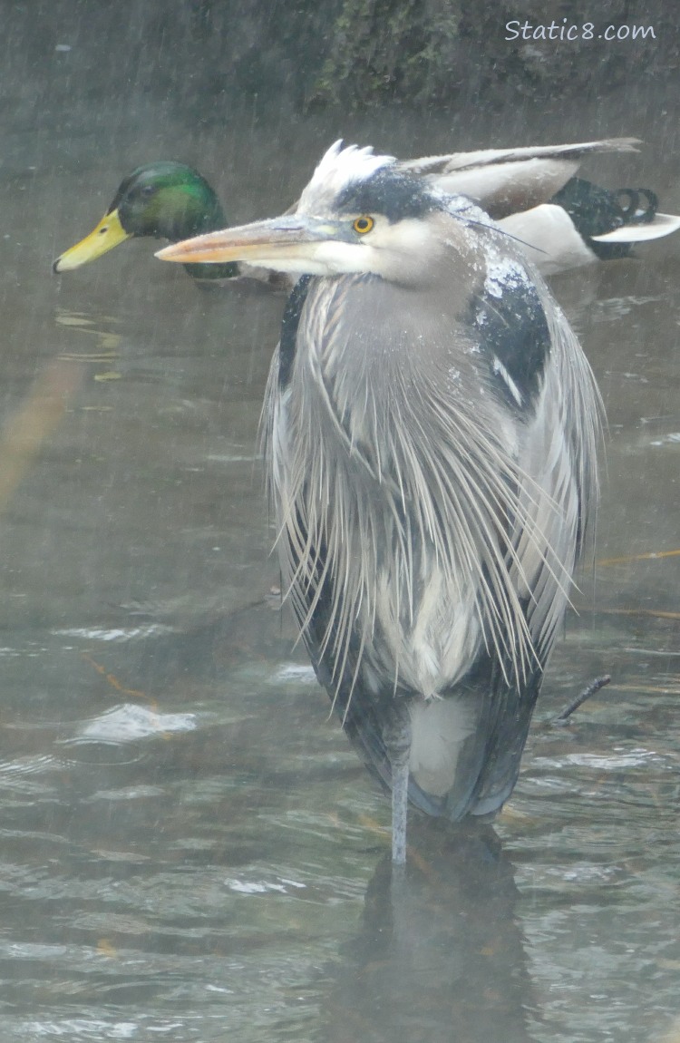 Great Blue Heron with a male Mallard behind