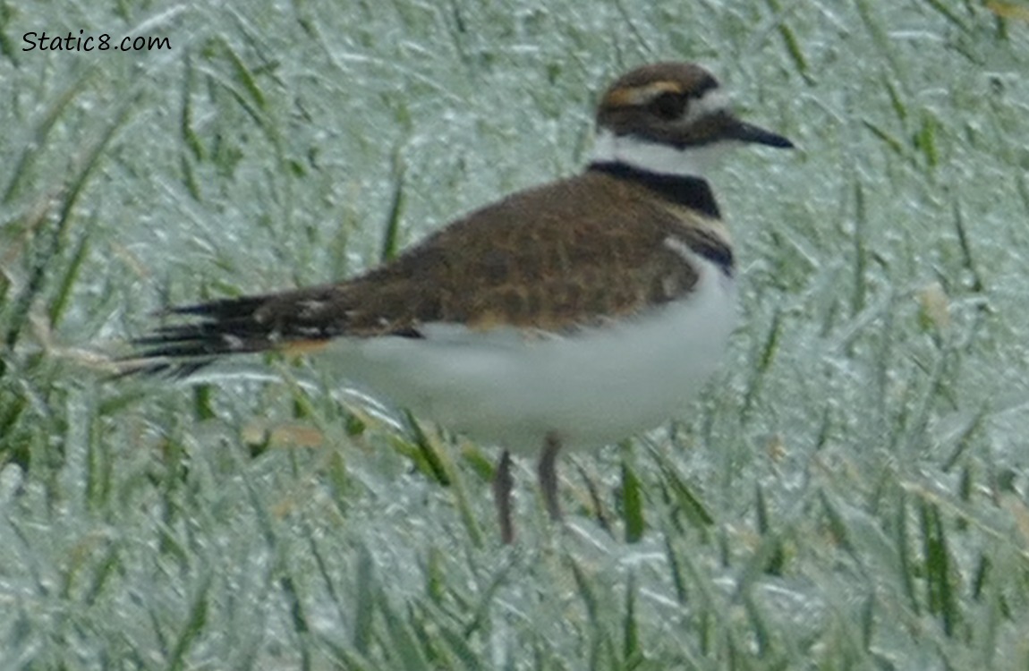 Killdeer standing in the icy grass