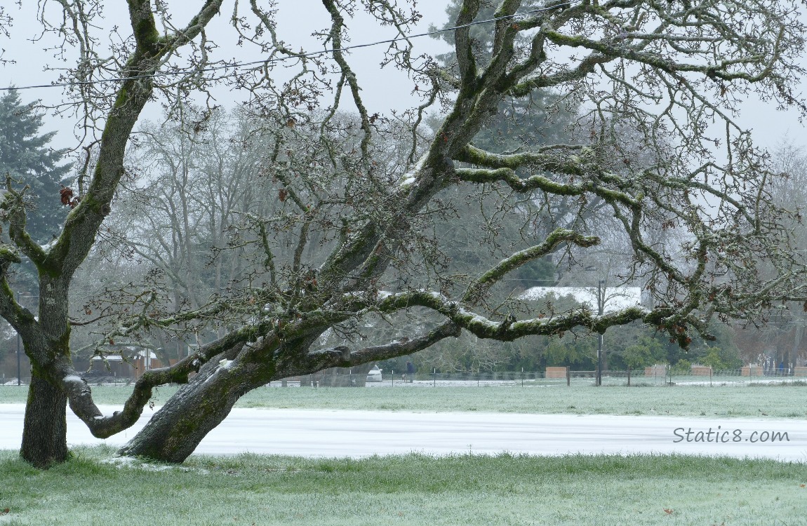 winter bare oak tree