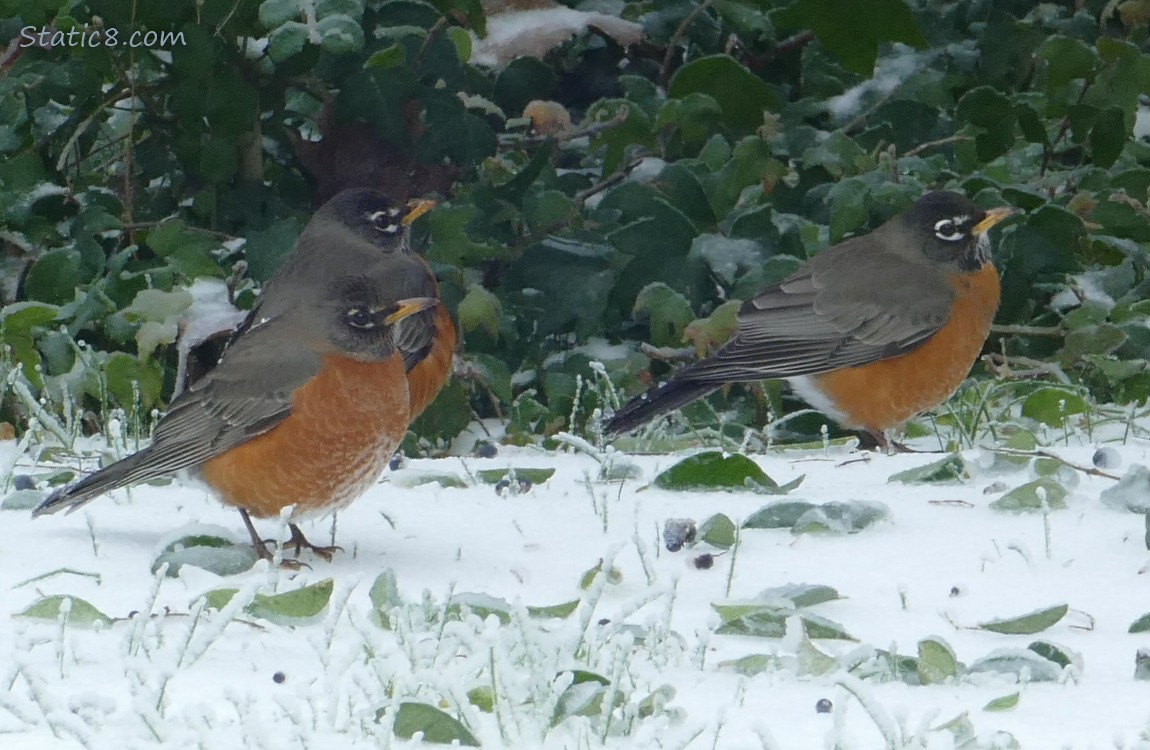 Three American Robins, standing in the snow with green bushes behind them