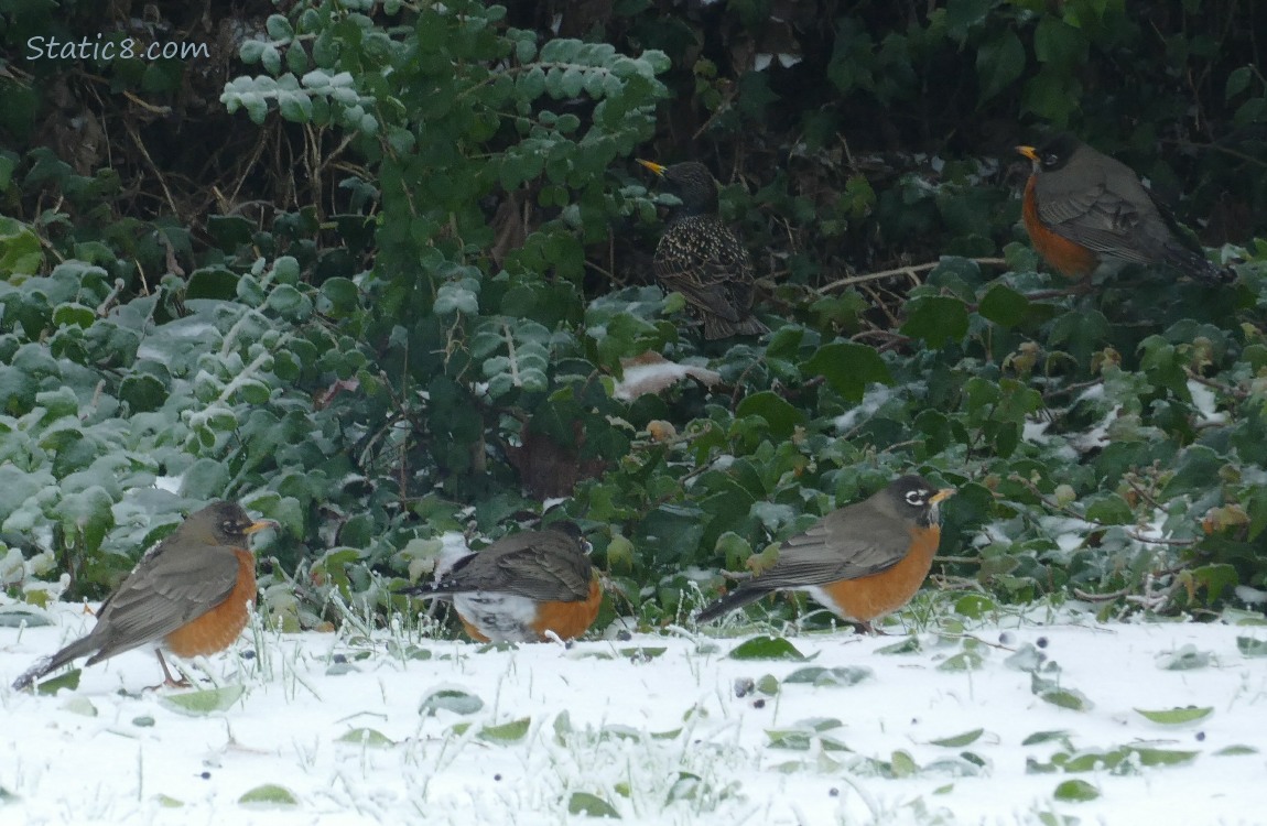 4 American Robins standing in the snow with a starling behind them in the green bushes