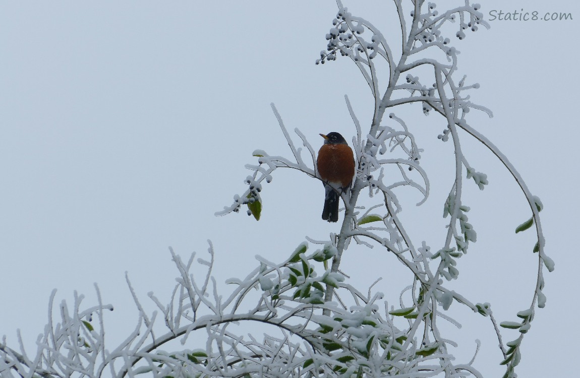 American Robin standing at the top of an icy tree