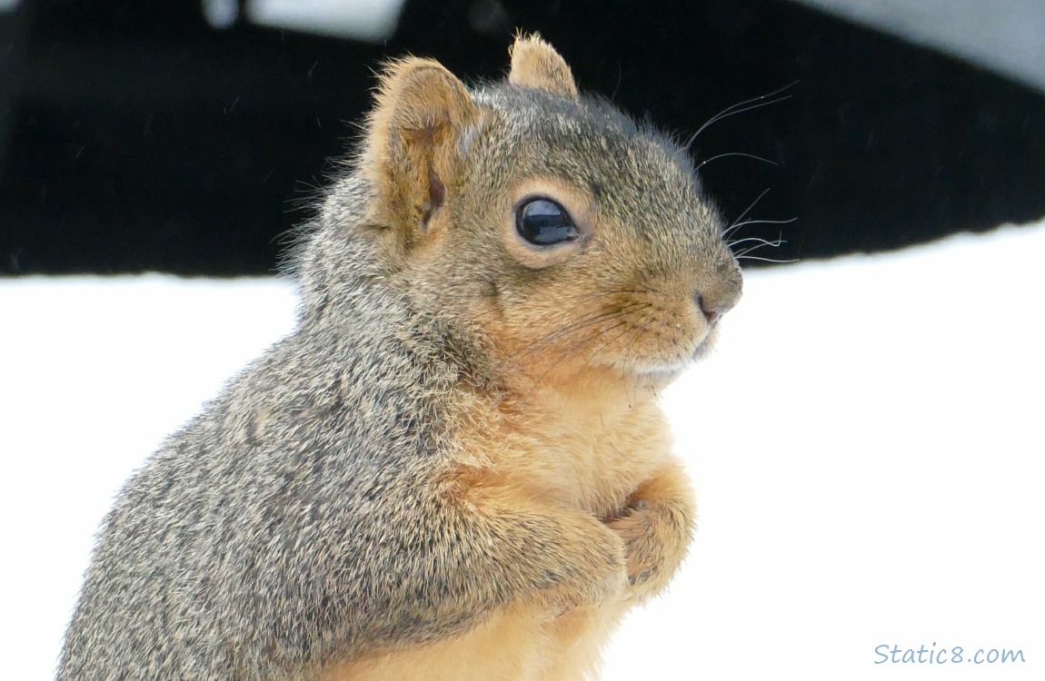 Close up of a squirrel in front of snow