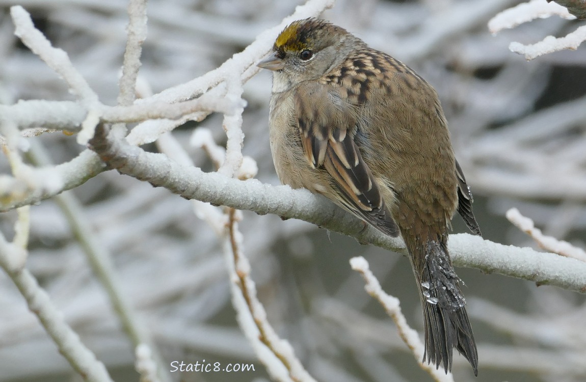 Sparrow with ice on her tail